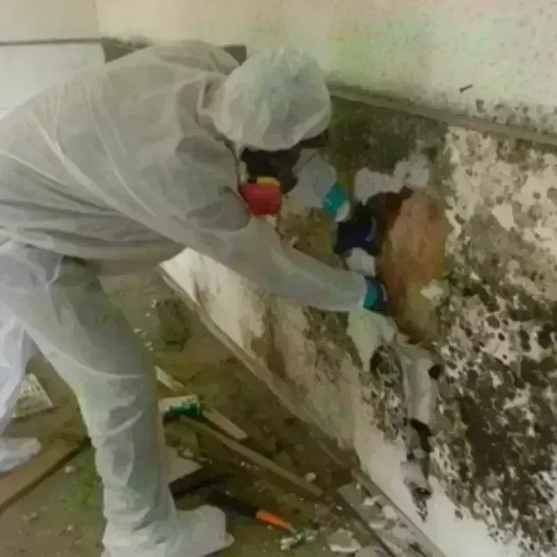 Mold Remediation and Removal in Jackson, OH